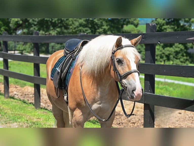 Haflinger Gelding 12 years Sorrel in Millersburg