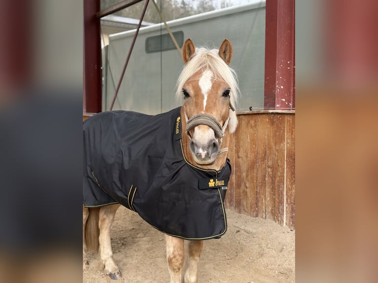 Haflinger Gelding 13 years 13,2 hh in Lemberg