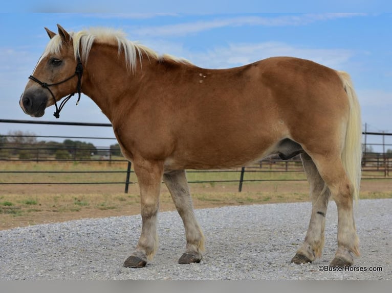 Haflinger Gelding 13 years 13,2 hh Sorrel in Weatherford TX