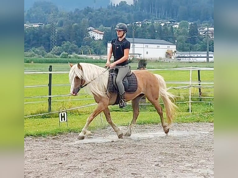 Haflinger Gelding 13 years 13,1 hh Chestnut-Red in Kirchbichl
