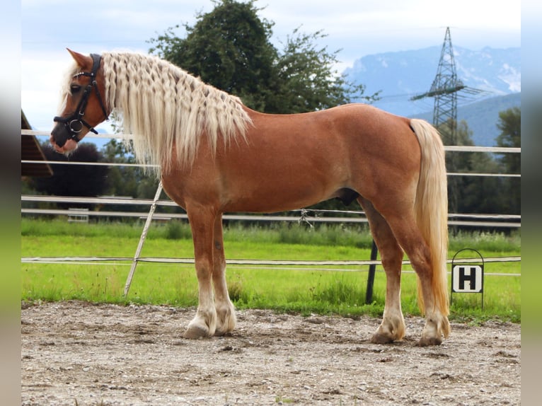 Haflinger Gelding 13 years 13,1 hh Chestnut-Red in Kirchbichl