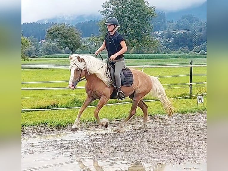 Haflinger Gelding 13 years 13,1 hh Chestnut-Red in Kirchbichl