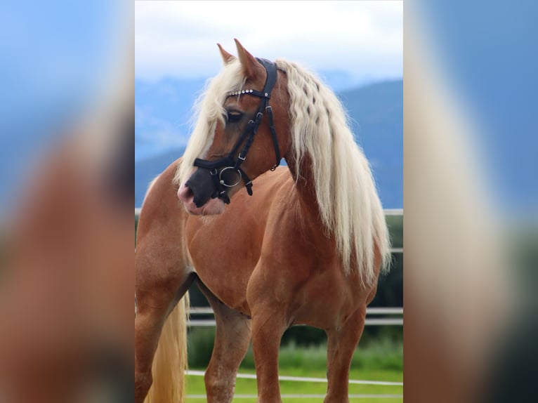 Haflinger Gelding 13 years 13,1 hh Chestnut-Red in Kirchbichl