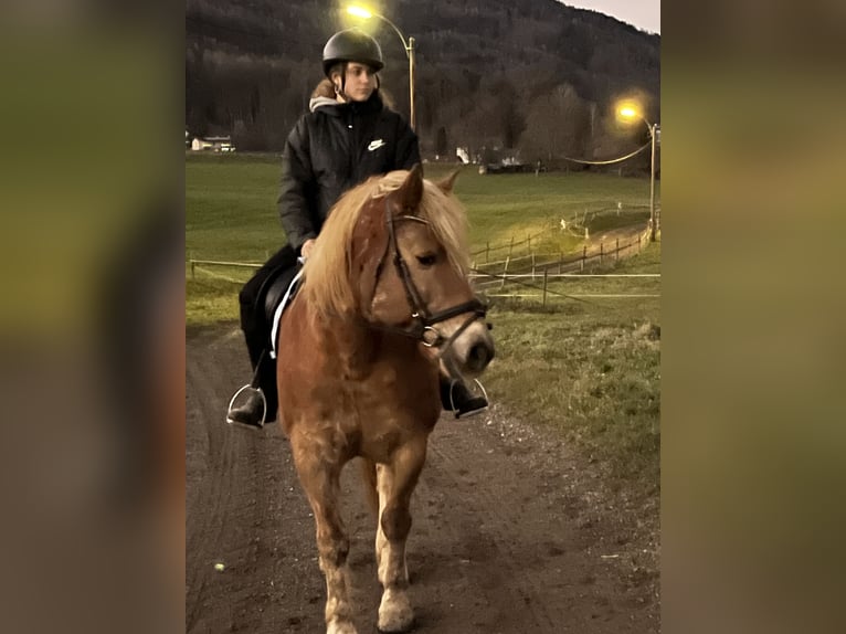 Haflinger Gelding 13 years 14,1 hh Brown-Light in Graz,12.Bez.:Andritz