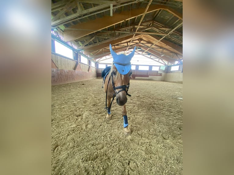 Haflinger Gelding 13 years 14,1 hh Brown-Light in Graz,12.Bez.:Andritz