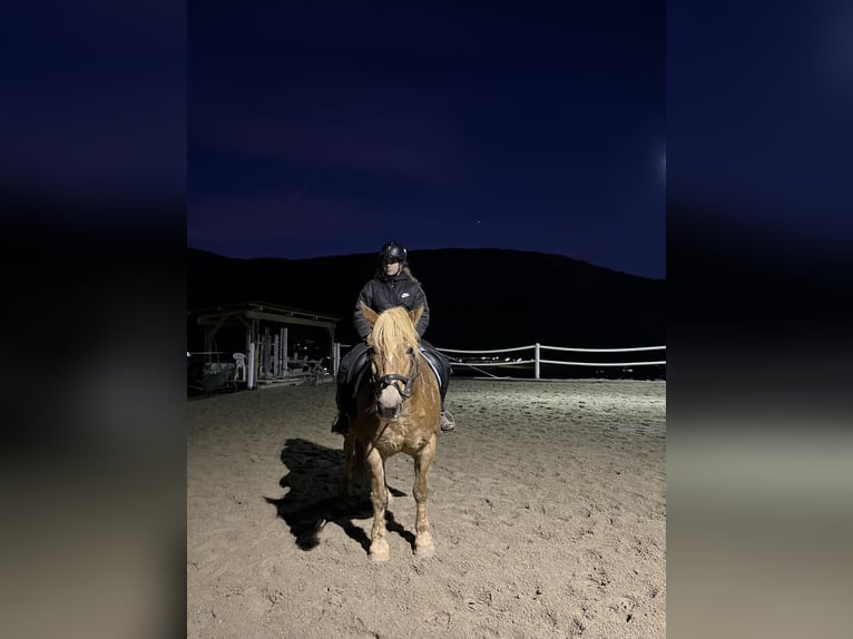 Haflinger Gelding 13 years 14,1 hh Brown-Light in Graz,12.Bez.:Andritz