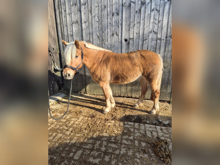 Haflinger Mix Gelding 13 years 14,1 hh Dun in Krautheim