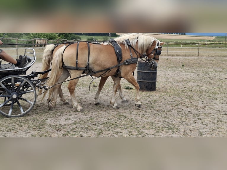 Haflinger Gelding 13 years 14.2 hh Chestnut-Red in SEEBACH