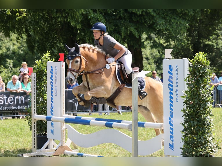 Haflinger Gelding 13 years 14.2 hh Chestnut-Red in Görwihl