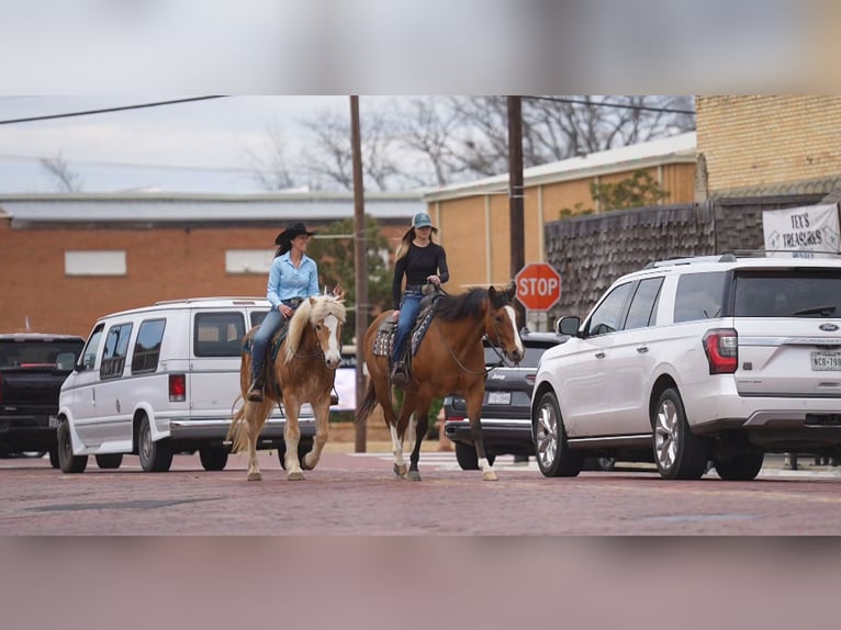 Haflinger Gelding 13 years 14.2 hh Chestnut in Terrell