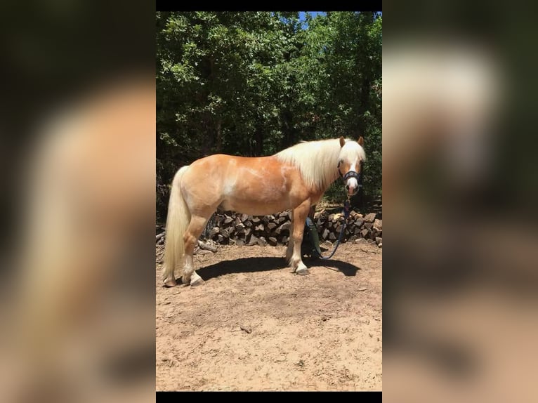 Haflinger Gelding 13 years 14.2 hh Chestnut in Terrell