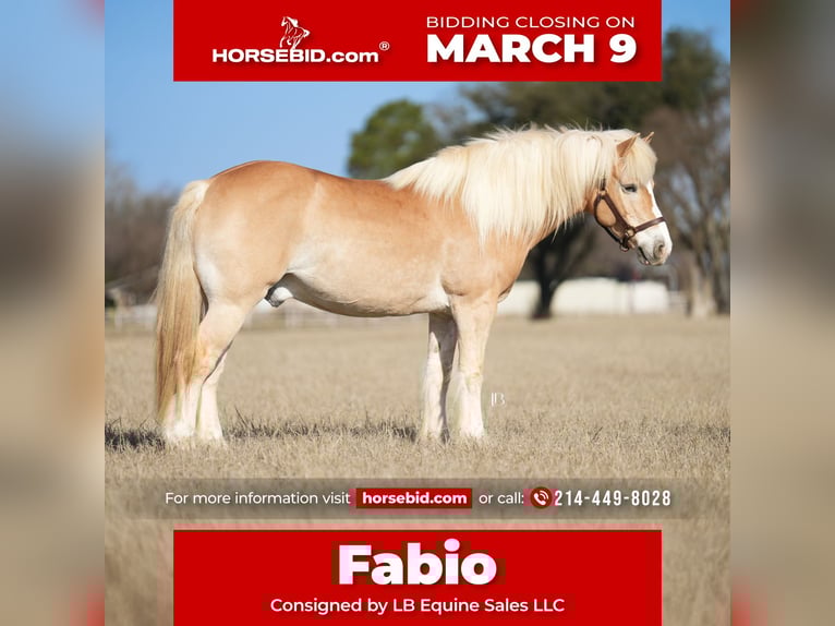 Haflinger Gelding 13 years 14.2 hh Chestnut in Terrell