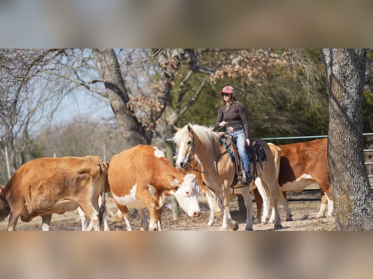 Haflinger Gelding 13 years 14.2 hh Chestnut in Terrell