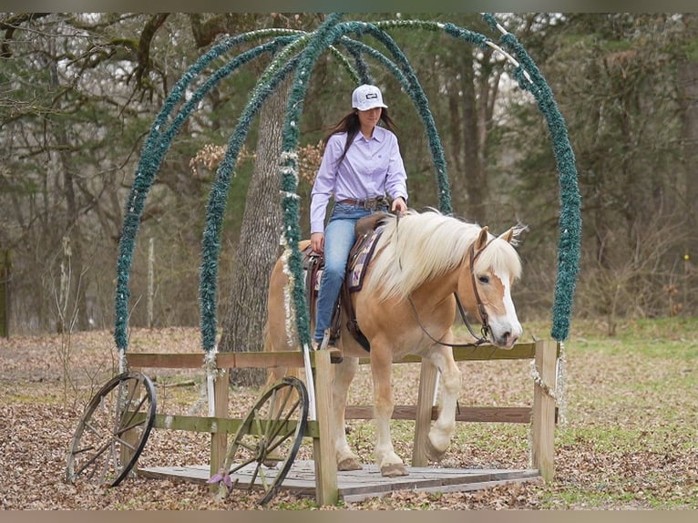 Haflinger Gelding 13 years 14.2 hh Chestnut in Terrell
