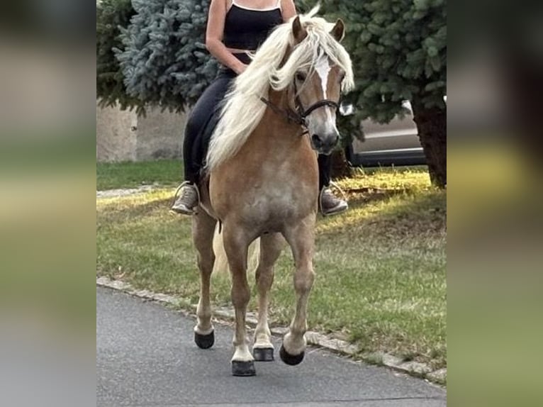 Haflinger Gelding 13 years 14.2 hh  in Freyburg