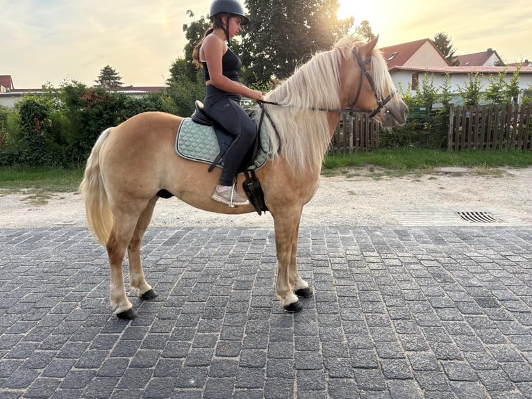 Haflinger Gelding 13 years 14.2 hh  in Freyburg