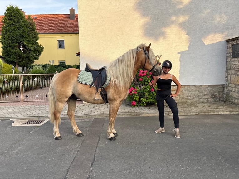 Haflinger Gelding 13 years 14.2 hh  in Freyburg