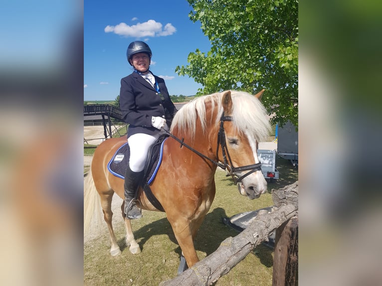 Haflinger Gelding 13 years 14.2 hh Sorrel in Bullendorf