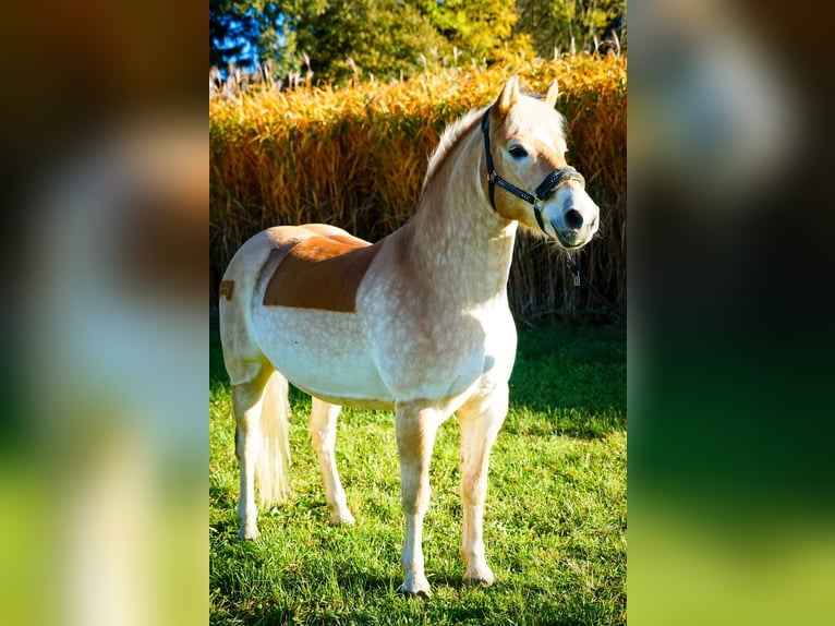 Haflinger Gelding 13 years 14,2 hh Chestnut-Red in Pabneukirchen