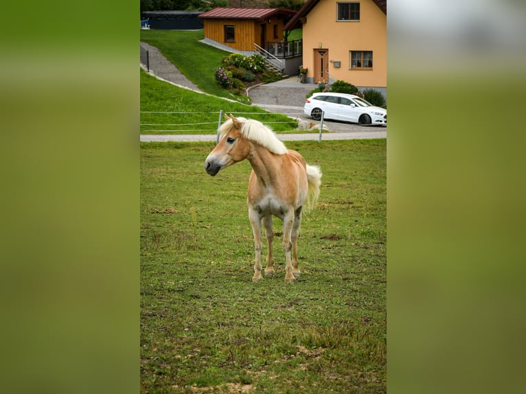Haflinger Gelding 13 years 14,2 hh Chestnut-Red in RiedersdorfPabneukirchen