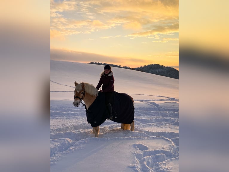 Haflinger Gelding 13 years 14,2 hh Chestnut-Red in RiedersdorfPabneukirchen