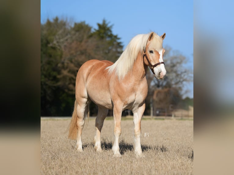 Haflinger Gelding 13 years 14,2 hh Chestnut in Terrell