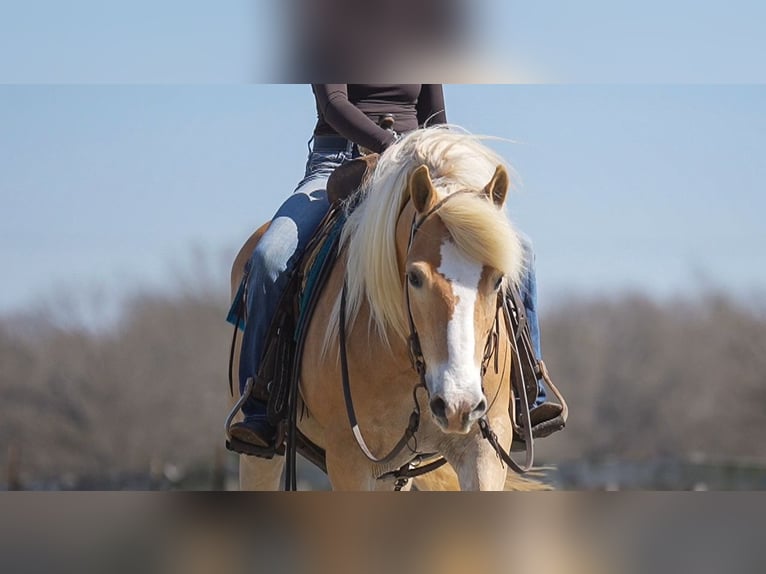 Haflinger Gelding 13 years 14,2 hh Chestnut in Terrell