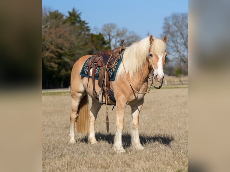Haflinger Gelding 13 years 14,2 hh Chestnut in Terrell