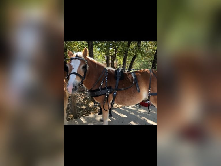 Haflinger Gelding 13 years 14,2 hh Chestnut in Terrell