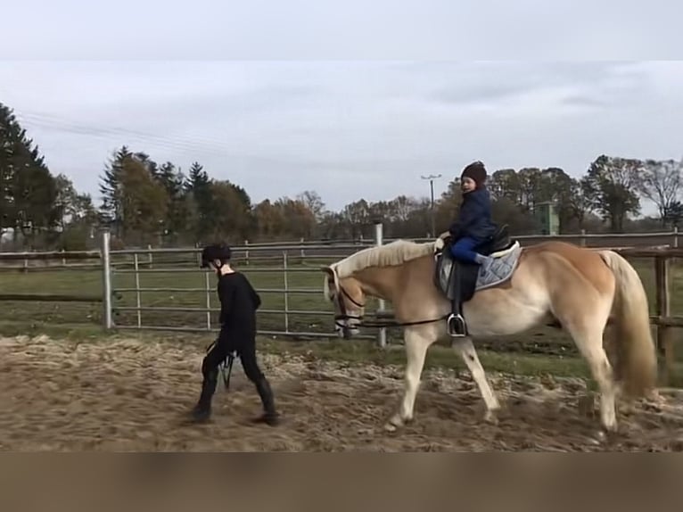 Haflinger Gelding 13 years 14,2 hh Palomino in Obernholz Haflinger Gelding 13 years 14,2 hh Palomino in Obernholz