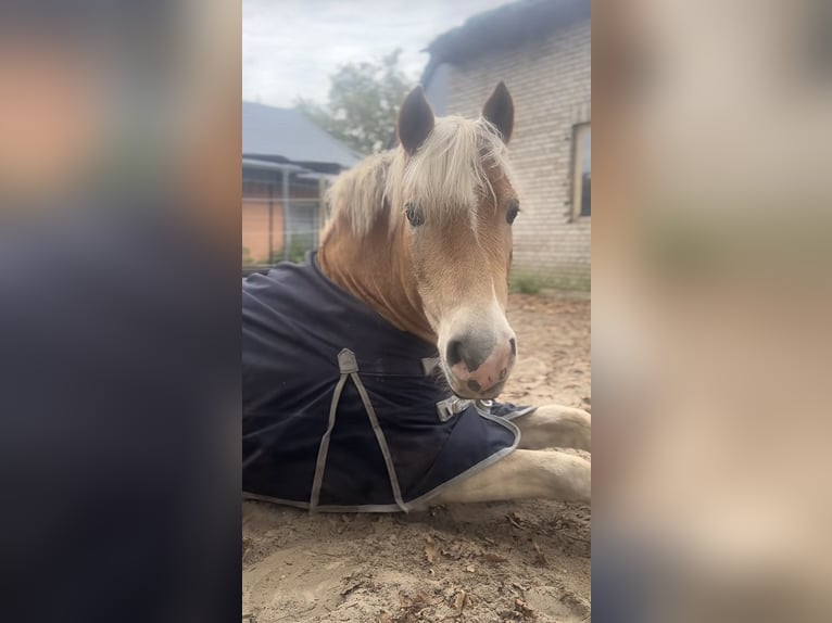 Haflinger Gelding 13 years 14,2 hh Palomino in Obernholz Haflinger Gelding 13 years 14,2 hh Palomino in Obernholz