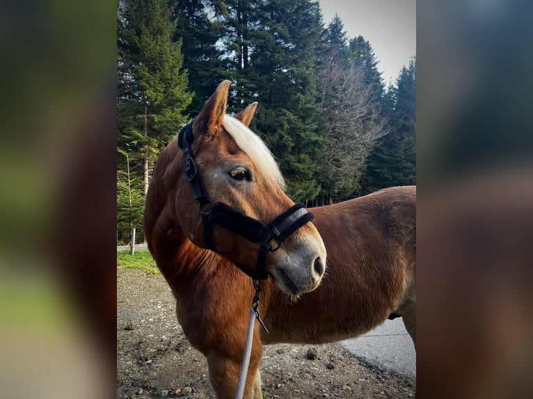 Haflinger Gelding 13 years 14,3 hh in Bregenz