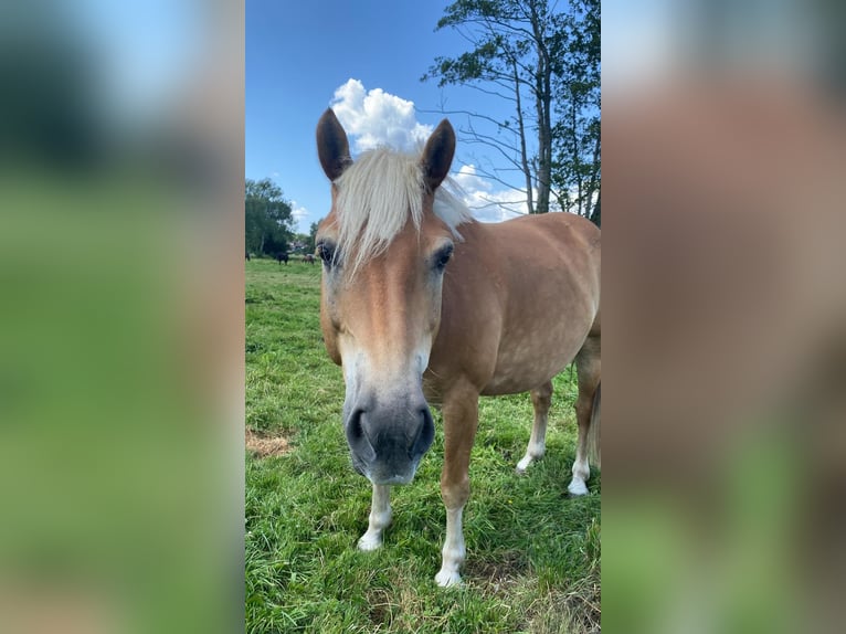 Haflinger Gelding 13 years 15.1 hh Chestnut-Red in Schildow