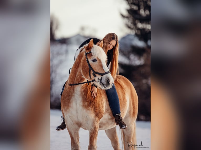 Haflinger Gelding 13 years Dun in Gschwandt