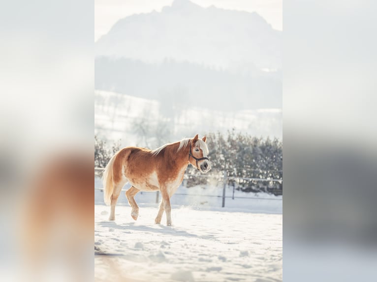 Haflinger Gelding 13 years Dun in Gschwandt