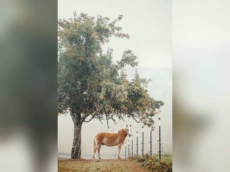 Haflinger Gelding 13 years Dun in Gschwandt