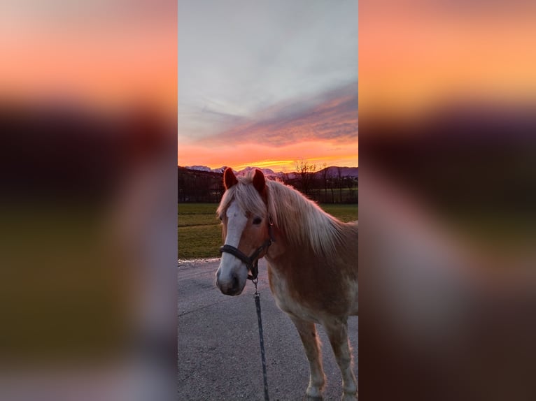 Haflinger Gelding 13 years Dun in Gschwandt