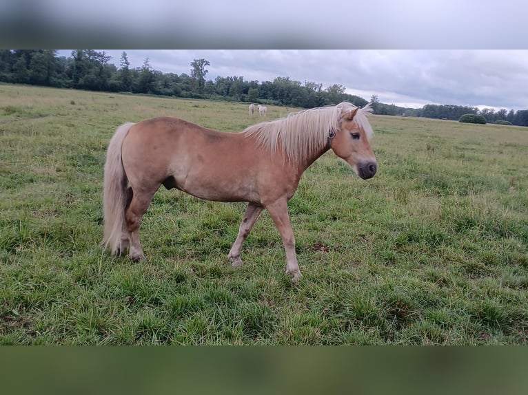 Haflinger Gelding 14 years 14.1 hh Chestnut-Red in Hügelsheim