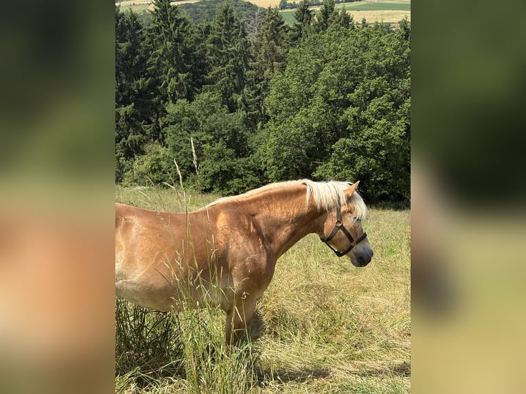 Haflinger Gelding 14 years 14.2 hh Chestnut-Red in Hennef