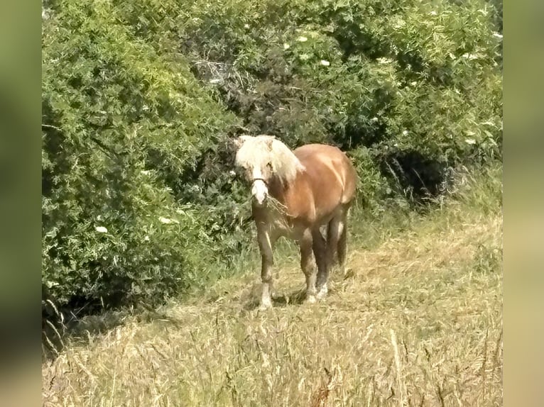 Haflinger Gelding 14 years 14.2 hh Chestnut-Red in Hennef