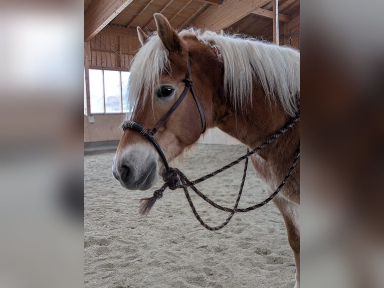 Haflinger Gelding 14 years 14.2 hh Chestnut-Red in Taufkirchen (Vils)