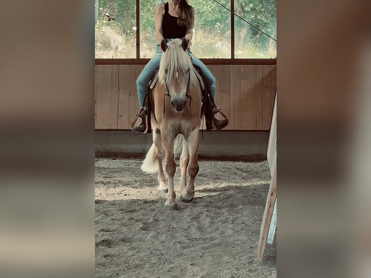 Haflinger Gelding 14 years 14.2 hh Chestnut-Red in Taufkirchen (Vils)