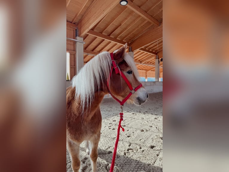 Haflinger Gelding 14 years 14.2 hh Chestnut-Red in Taufkirchen (Vils)
