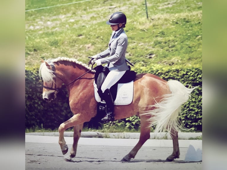 Haflinger Gelding 14 years 14.2 hh Chestnut-Red in Villach