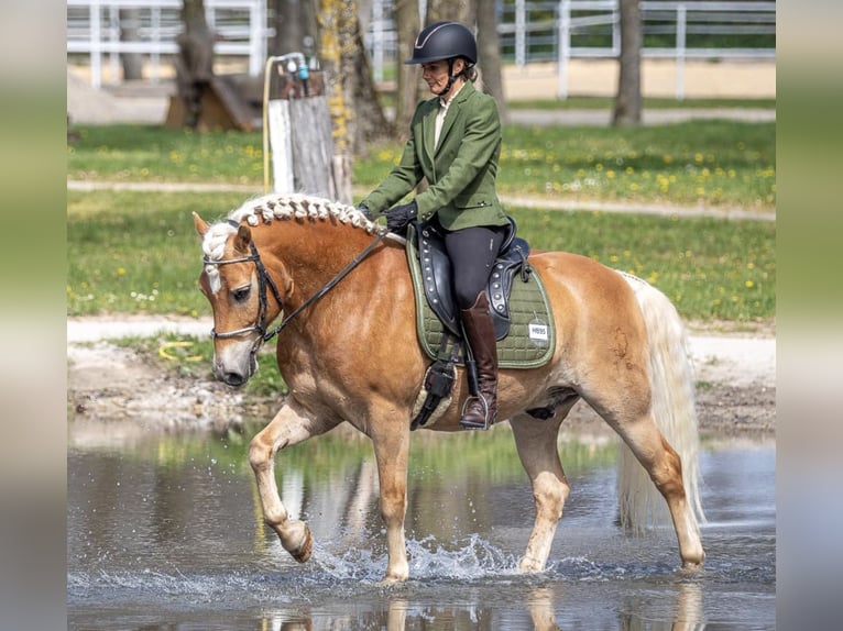 Haflinger Gelding 14 years 14.2 hh Chestnut-Red in Villach