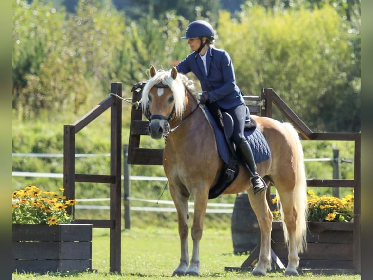 Haflinger Gelding 14 years 14.2 hh Chestnut-Red in Villach