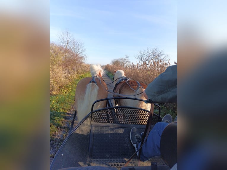 Haflinger Gelding 14 years 14.2 hh  in Altlußheim