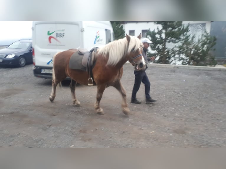Haflinger Gelding 14 years 14.3 hh Chestnut in Obertilliach