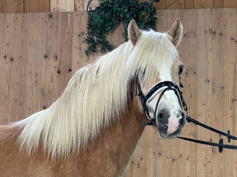 Haflinger Gelding 14 years 14,3 hh in Obertilliach