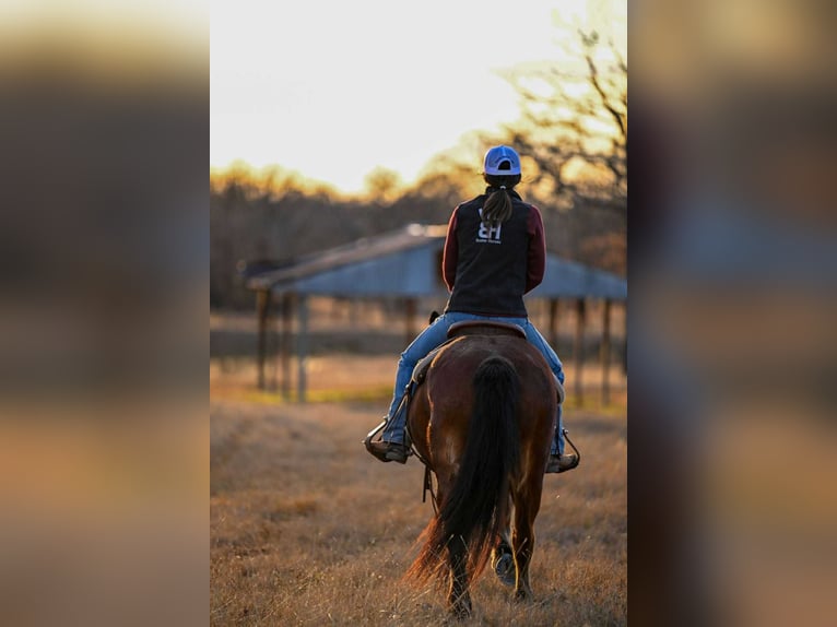 Haflinger Gelding 14 years 14 hh Bay in Weatherford